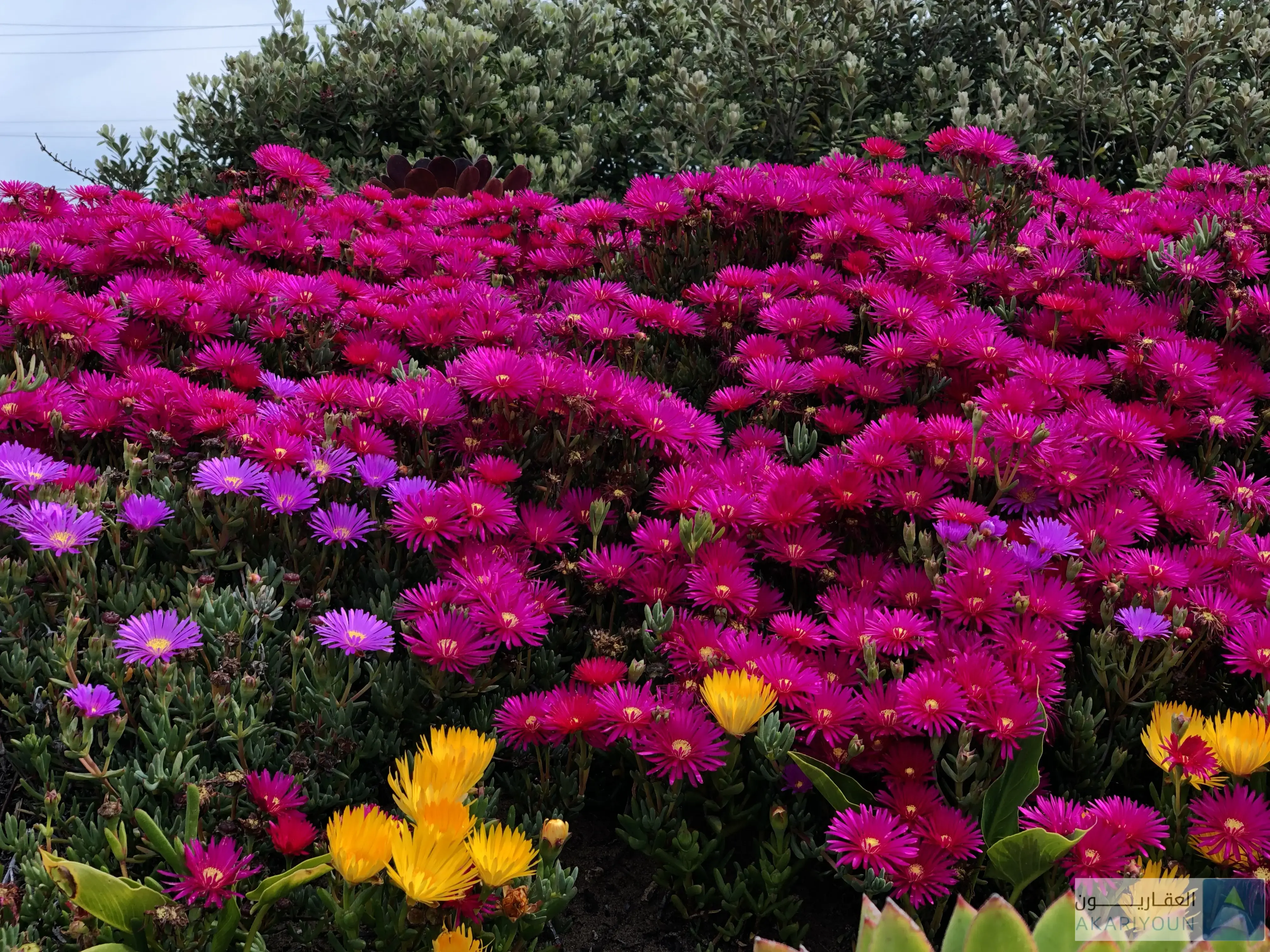 تاون هاوس للبيع في حي الورود